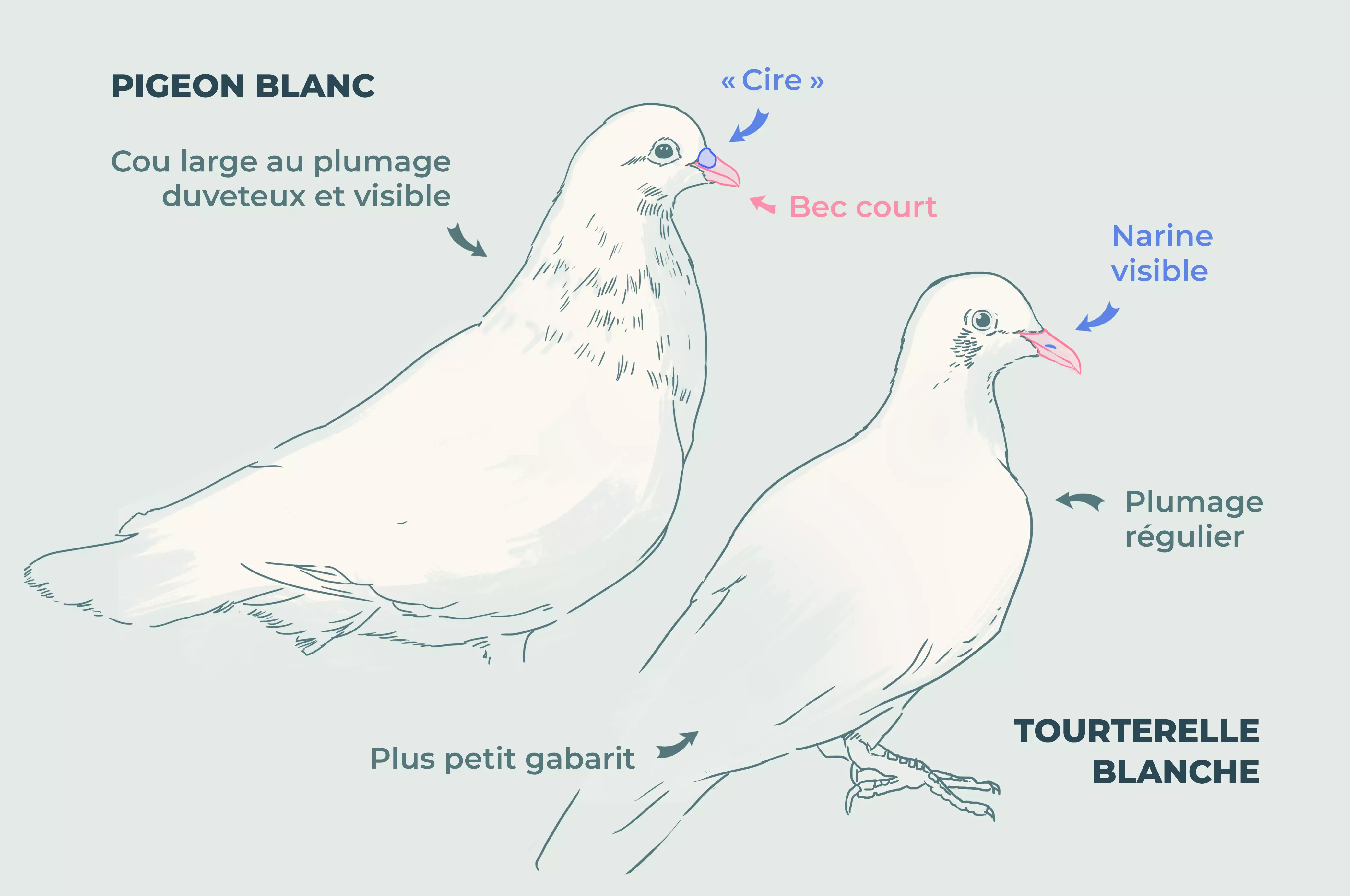 Les différences entre la tourterelle et le pigeon.