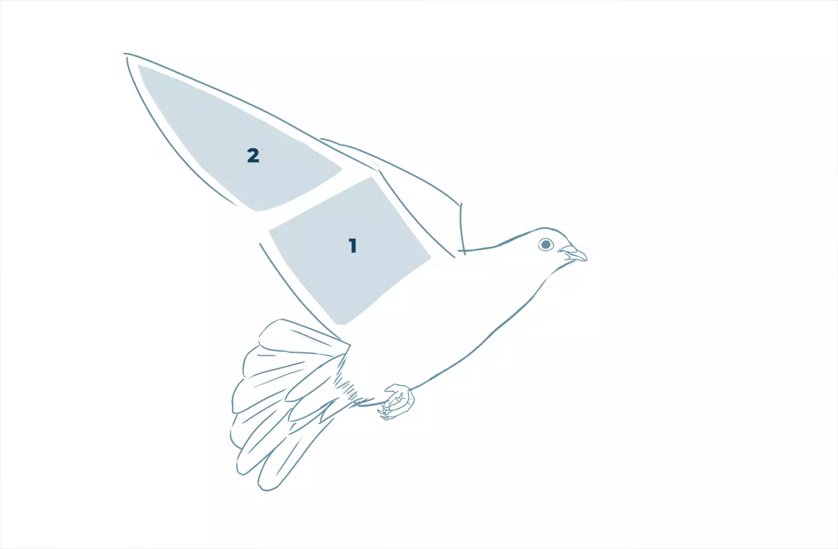 dessin des plumes d’une colombe