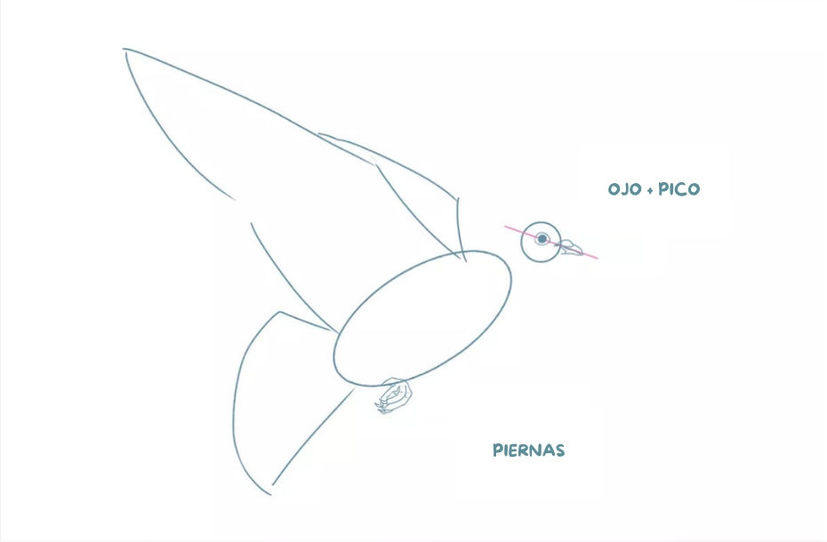 dibujo del rostro y las patas de una paloma