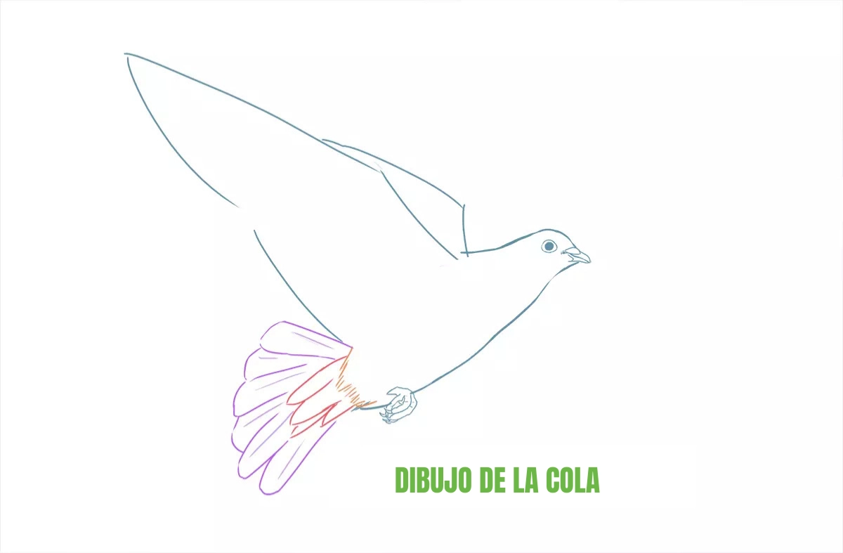dibujo de la cola de una paloma