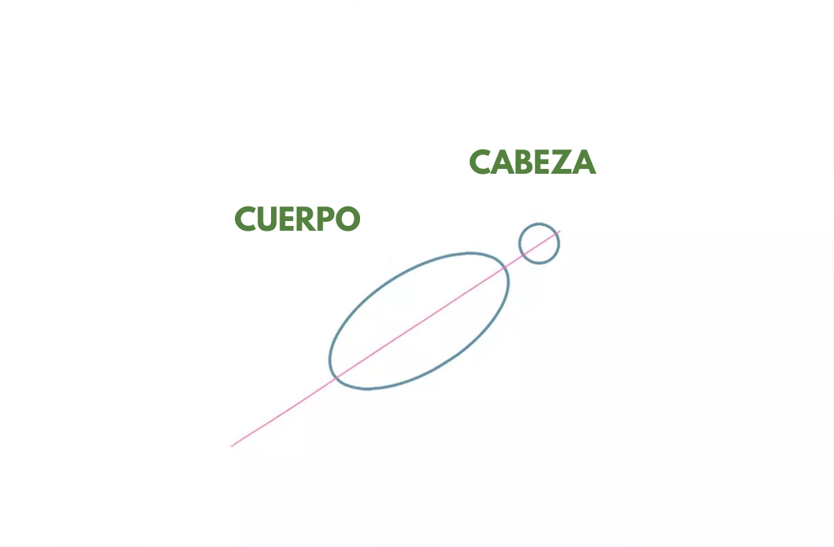 dibujo del cuerpo y la cabeza de una paloma