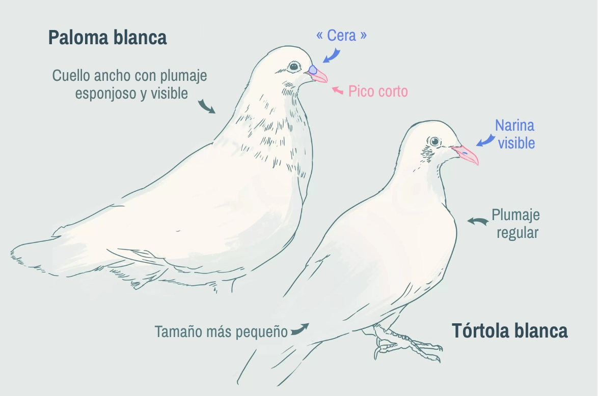Las diferencias entre la tórtola y el palomo.