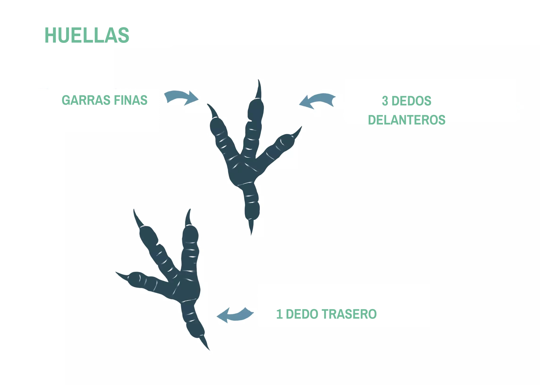 Dibujo de las garras de una paloma.