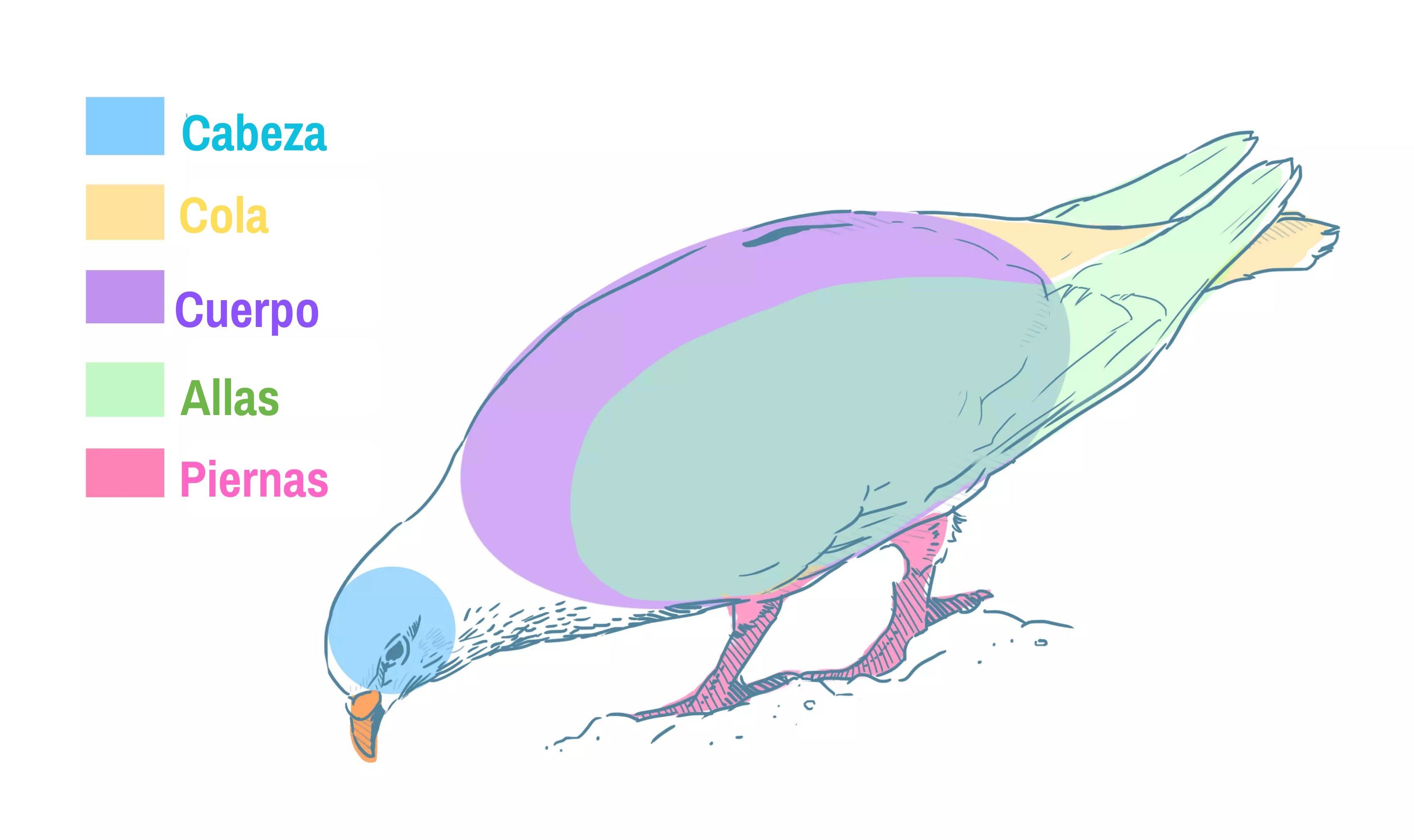 dibujo de los miembros de una paloma