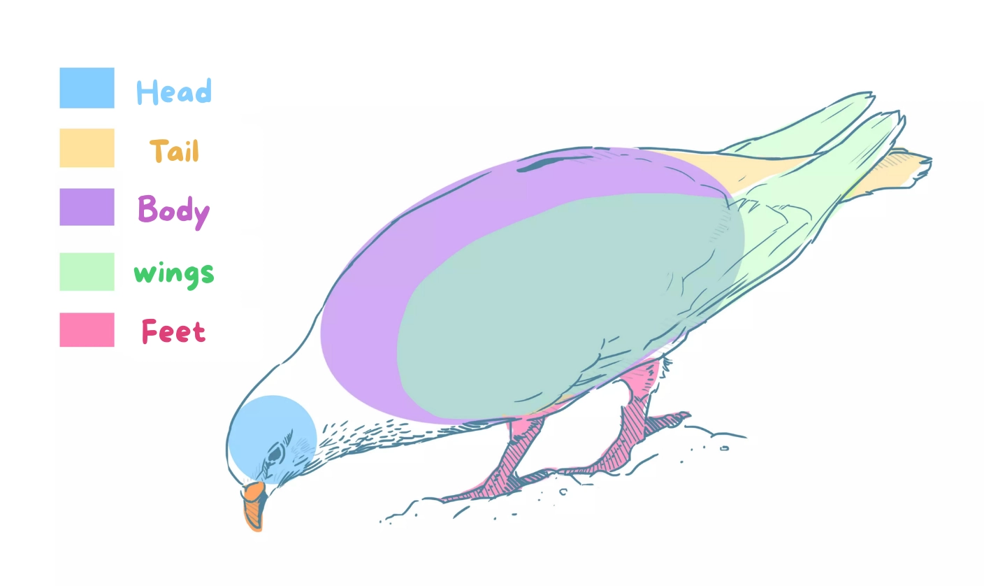 drawing of a dove's limbs