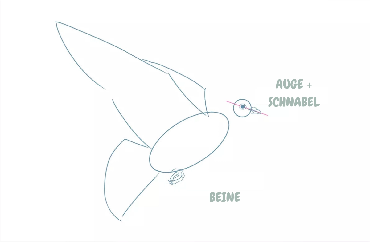 Zeichnung des Gesichts und der Pfoten einer Taube