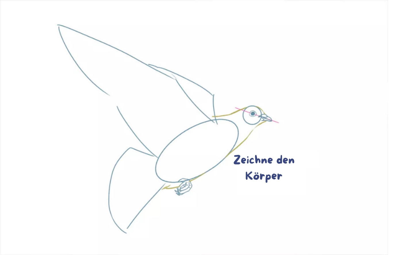 Zeichnung der Körperkonturen einer Taube