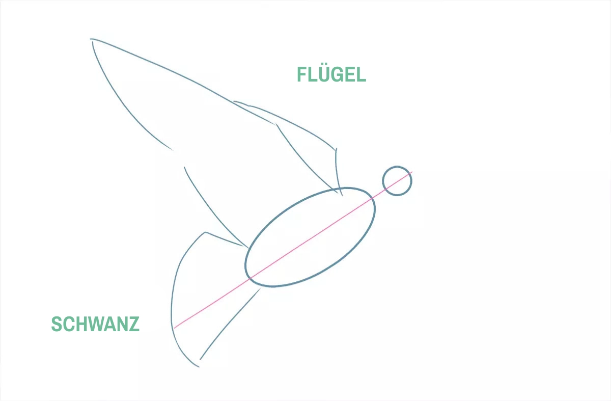 Zeichnung des Schwanzes und der Flügel einer Taube