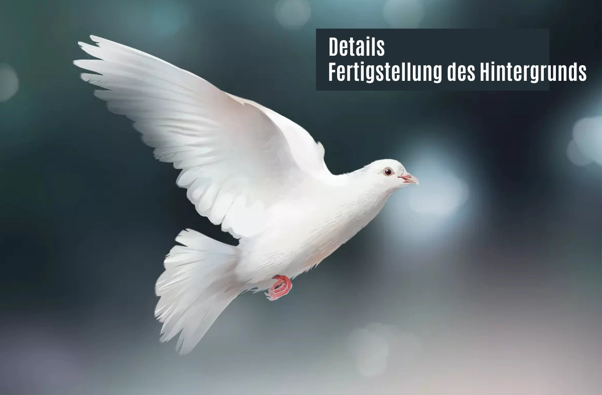 So zeichnet man eine Taube - Schritt für Schritt