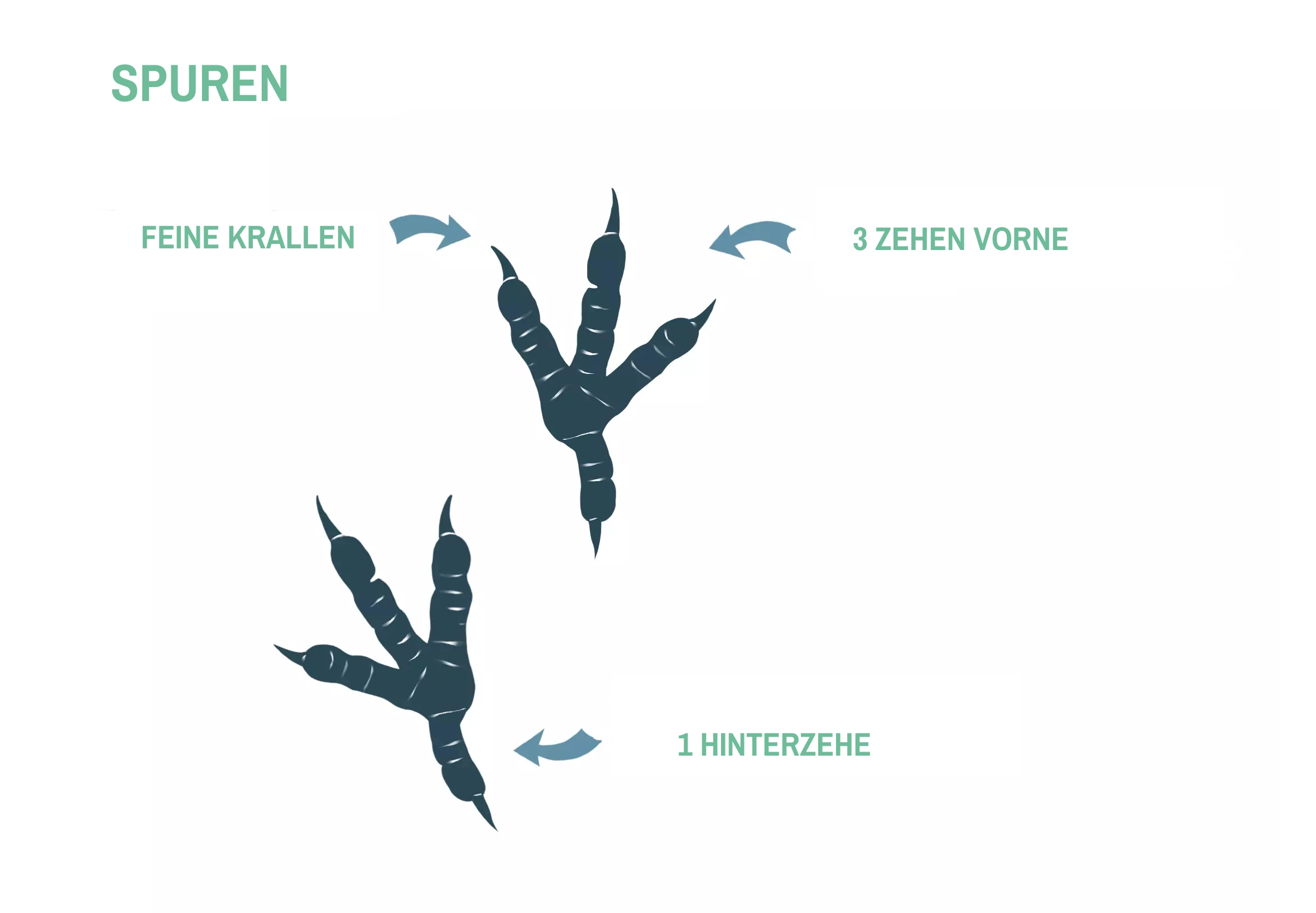 Zeichnung der Krallen einer Taube.