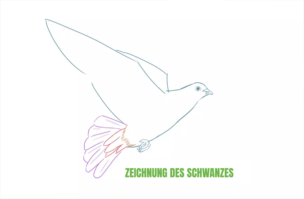 Zeichnung des Schwanzes einer Taube
