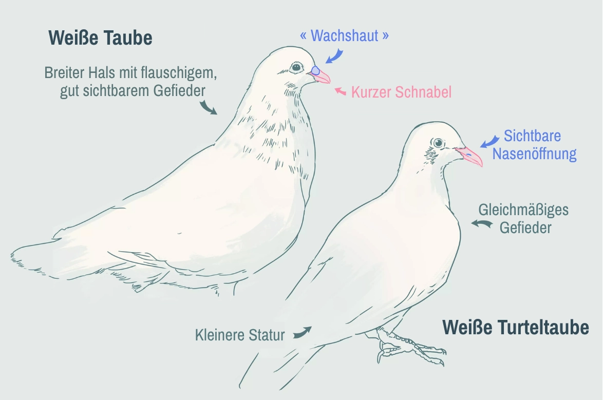 Die Unterschiede zwischen der Turteltaube und der Taube.