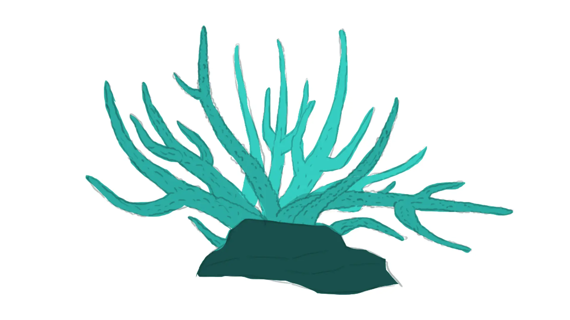 dessin d’un corail corne de cerf