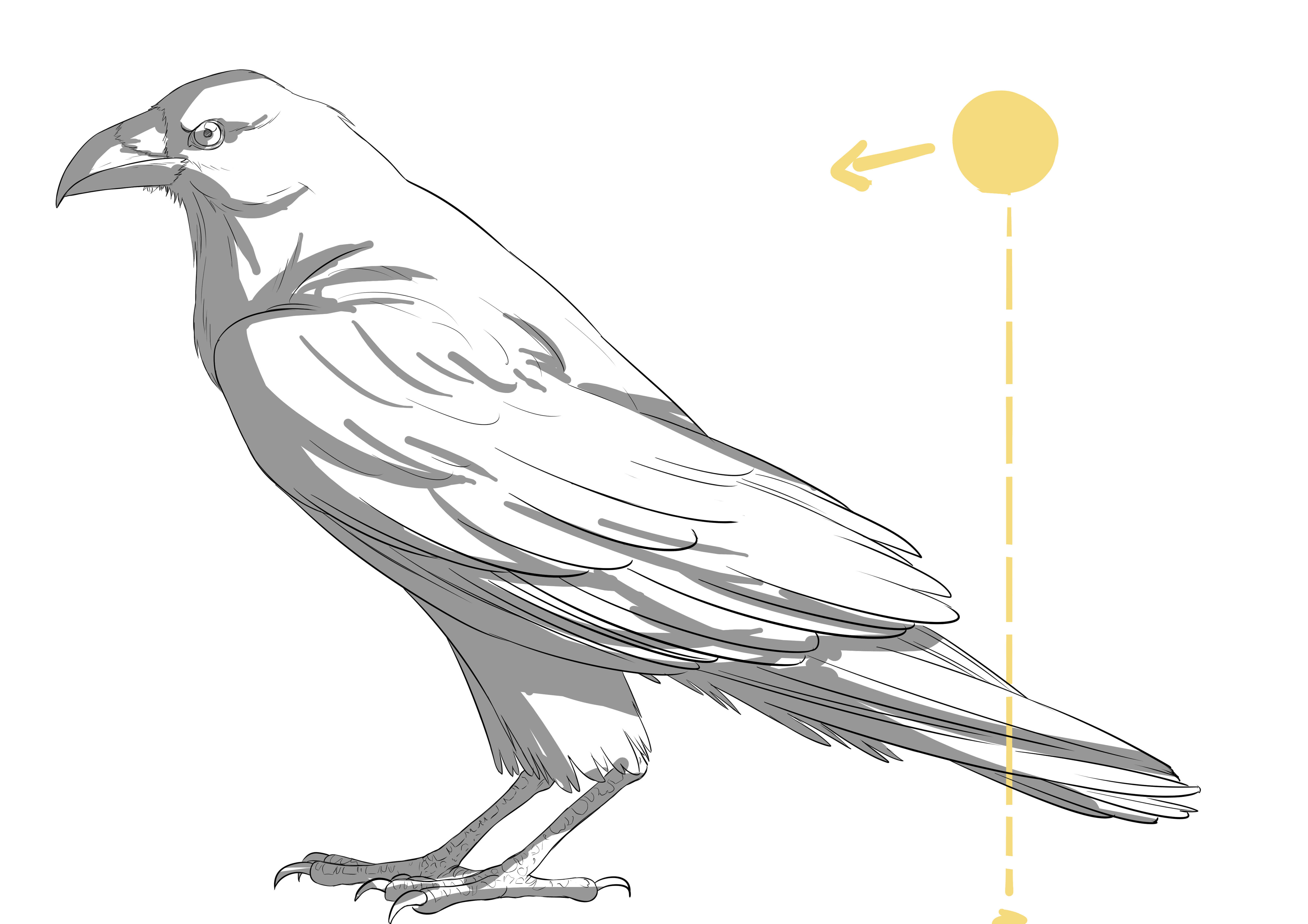 Les ombres sur un dessin de corbeau