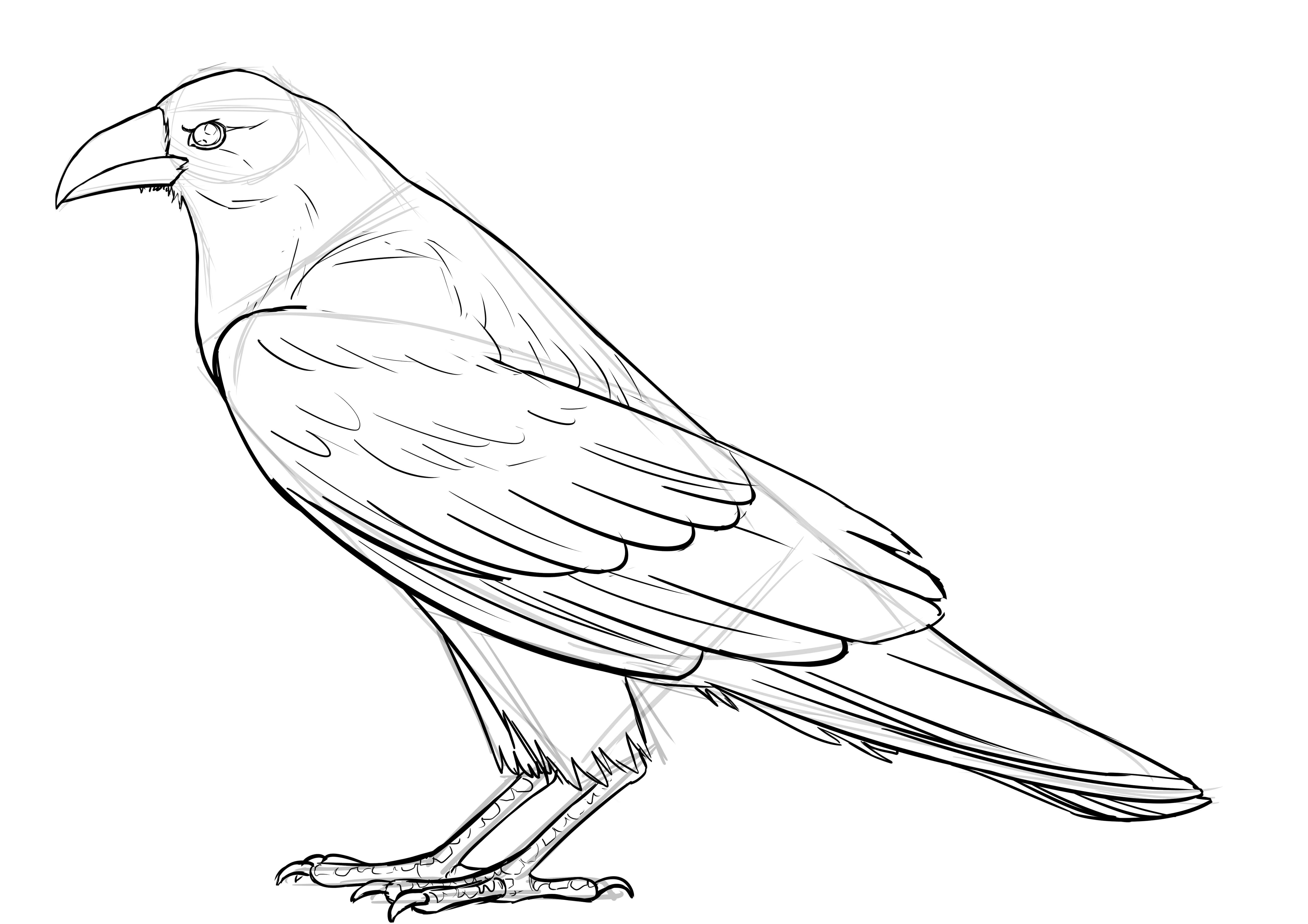 Comment dessiner un corbeau, étape 11