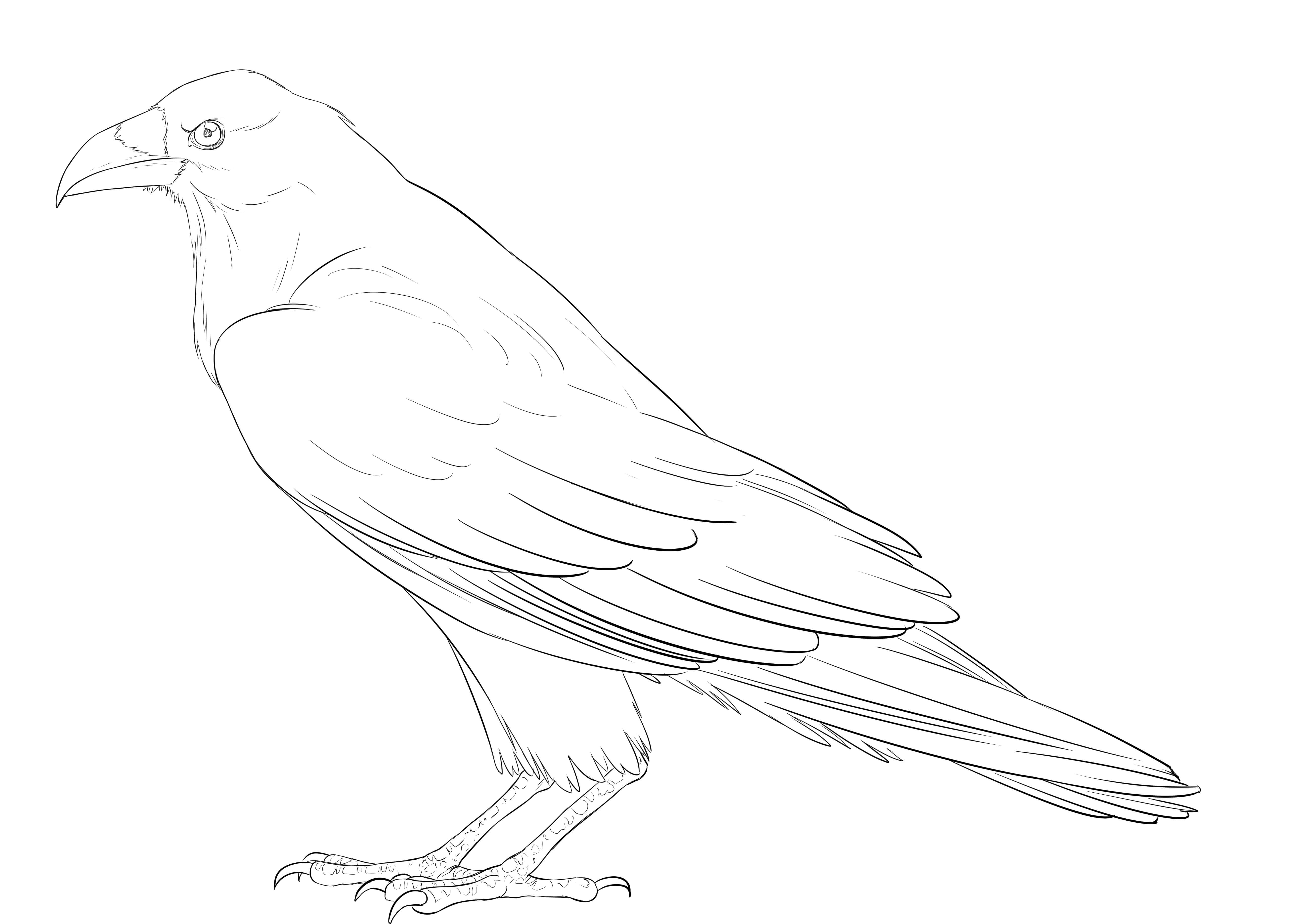 Comment dessiner un corbeau, étape 12
