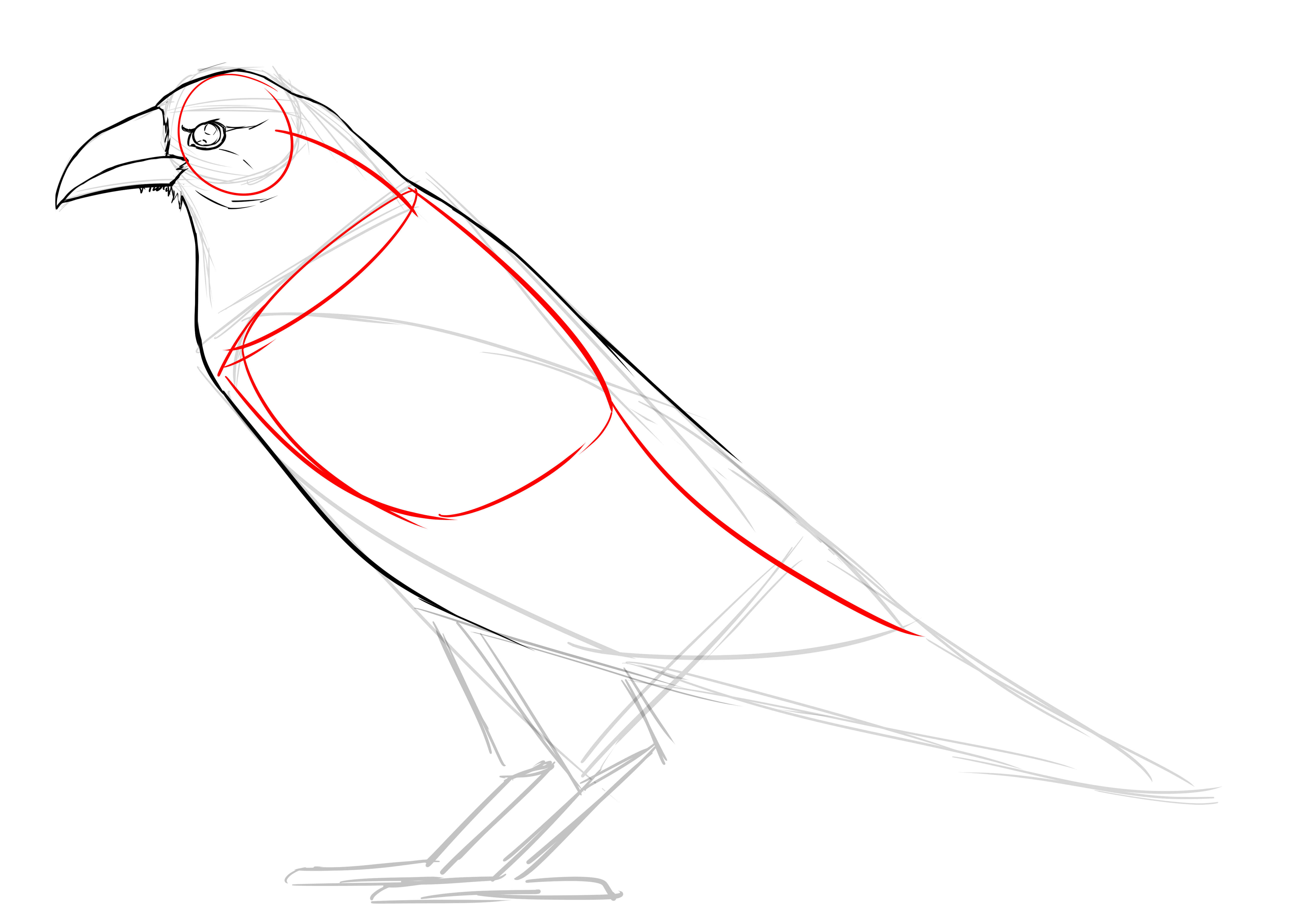 Comment dessiner un corbeau, étape 6