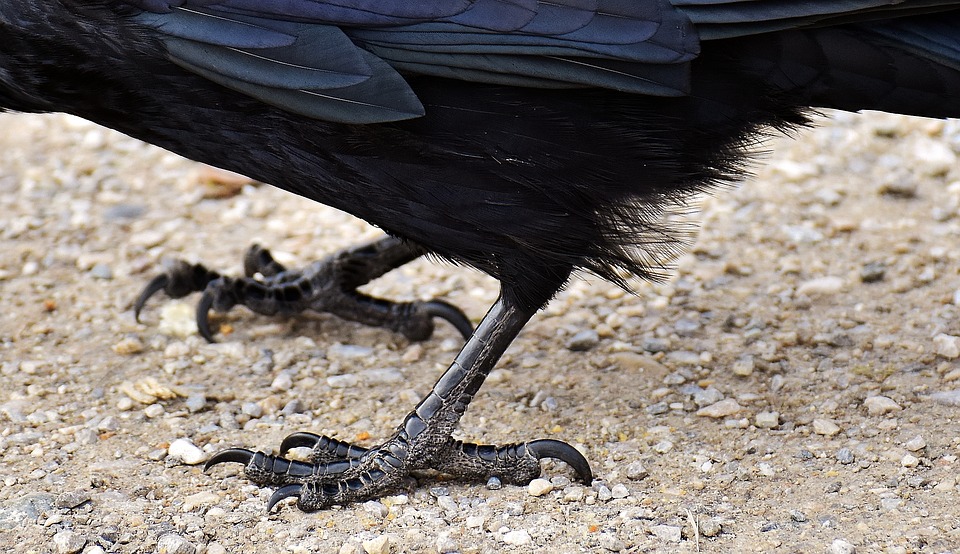 Observation des pattes du dessin de corbeau