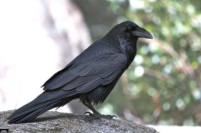 Image de référence pour le dessin de notre corbeau