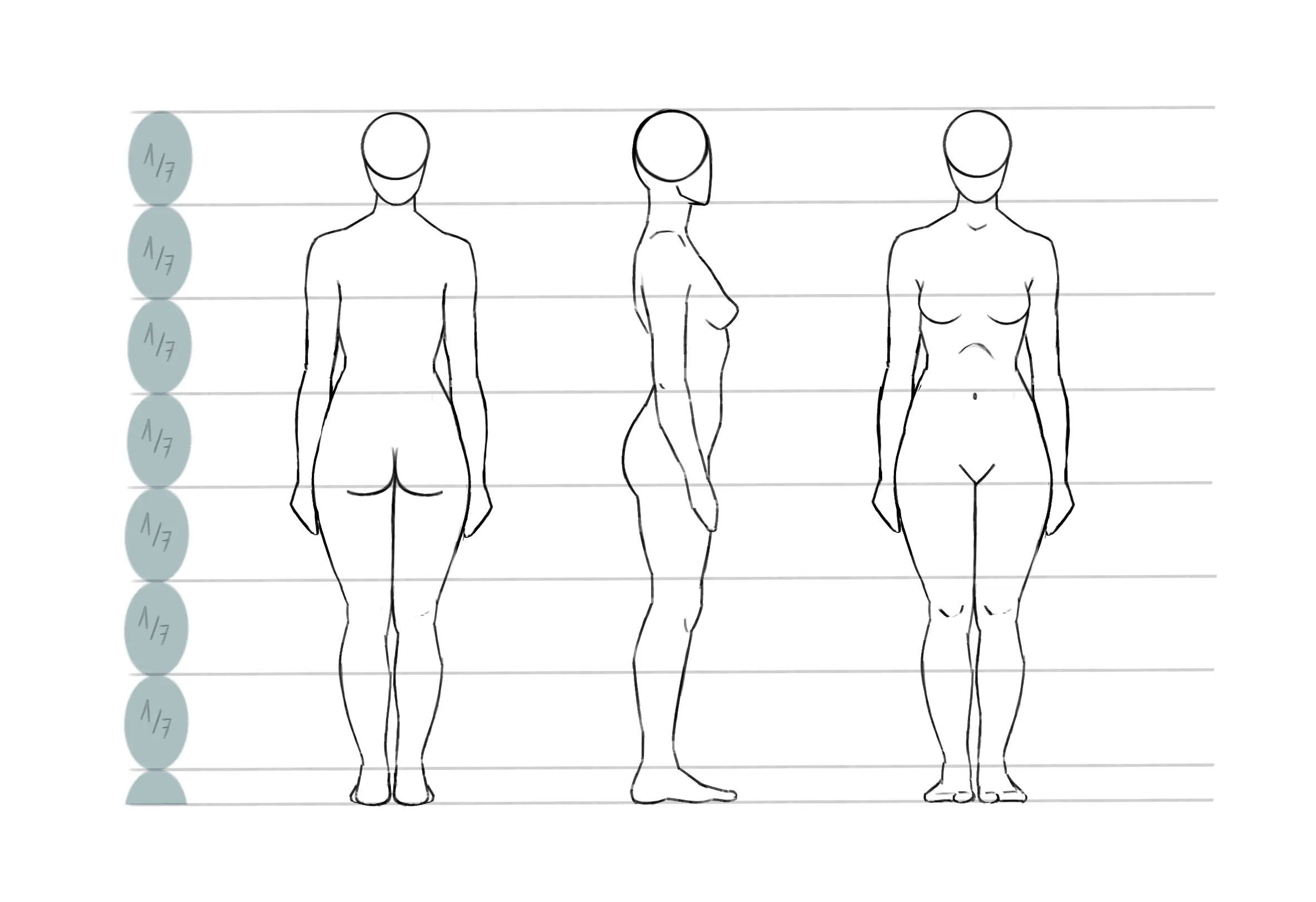 dessin des proportions du corps humain