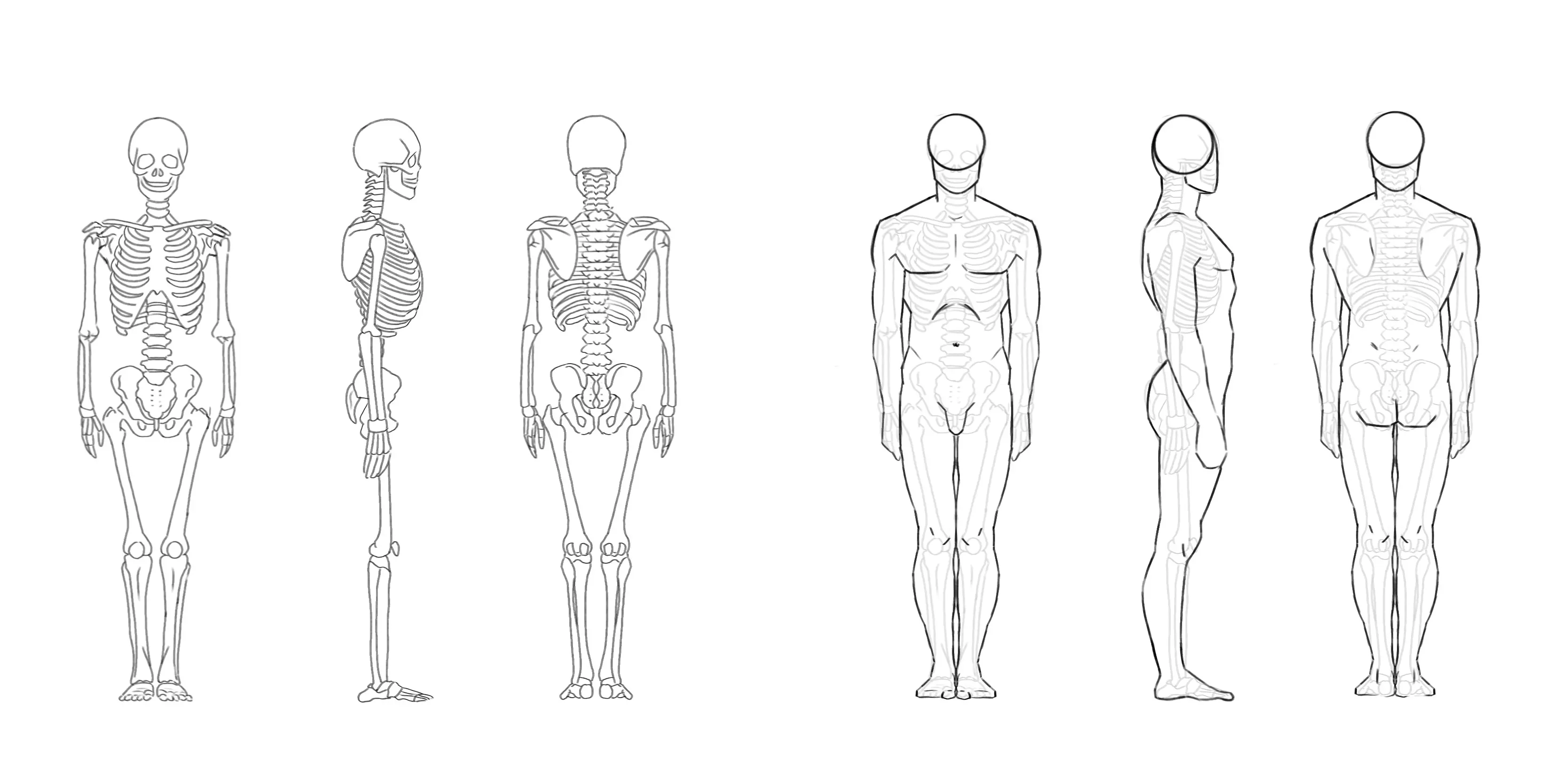 dessin du squelette et des muscles du corps humain