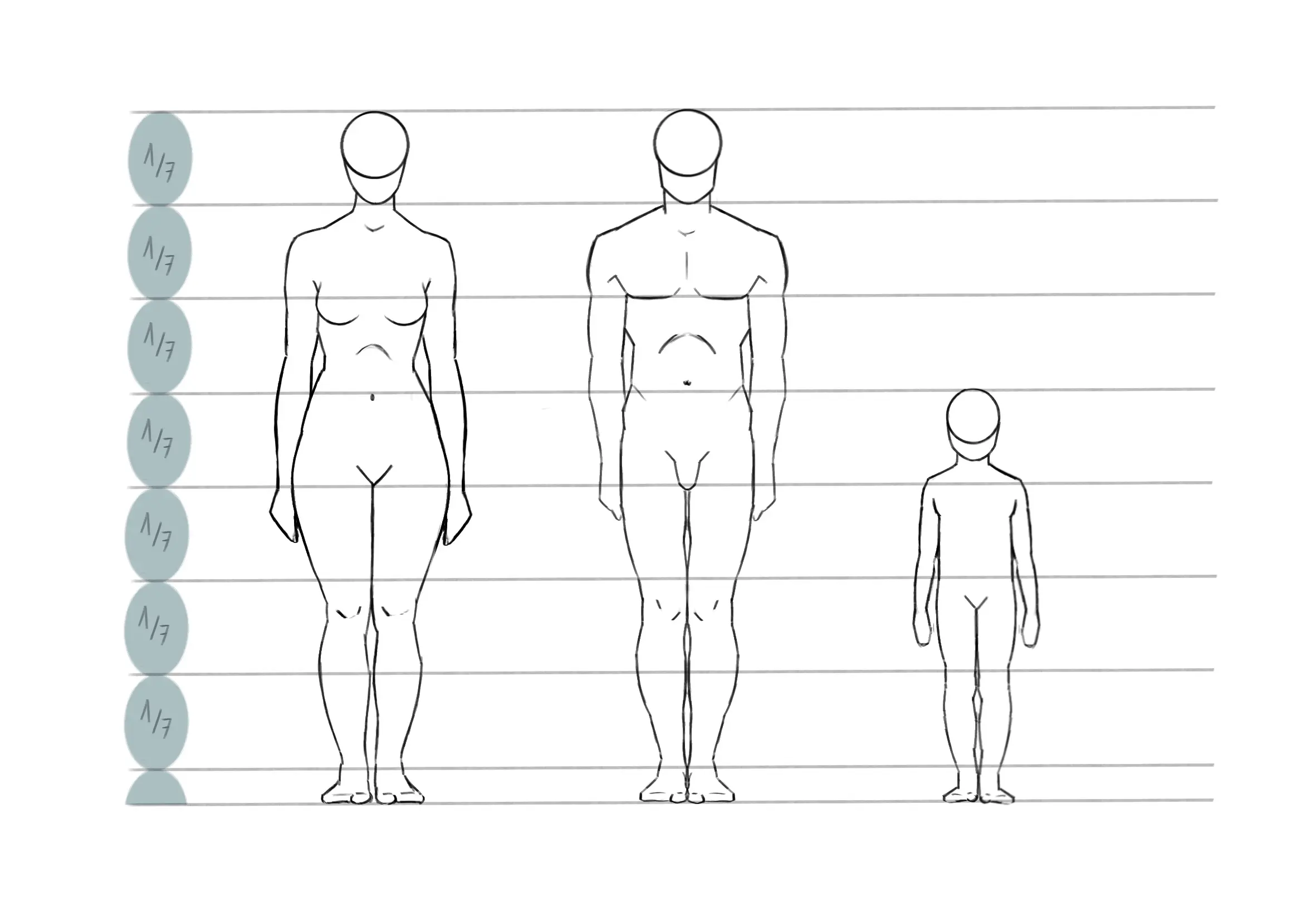suite du dessin des proportions du corps humain
