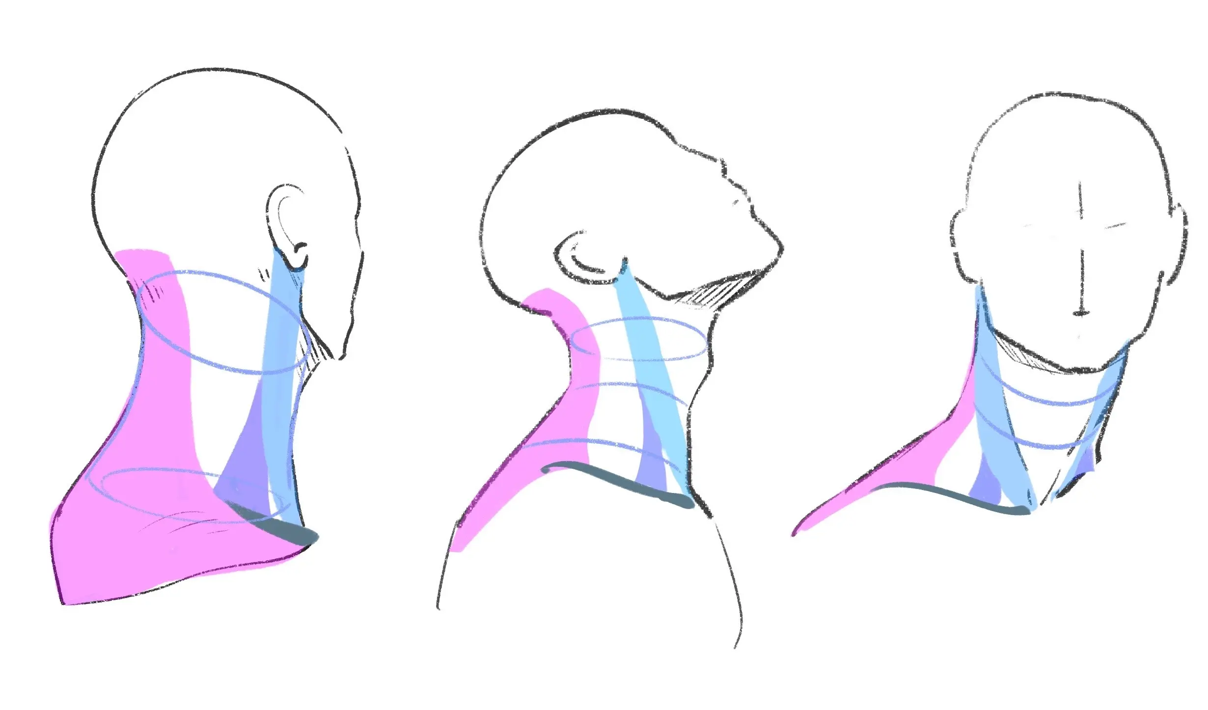 dessiner les muscles d’un cou en mouvement