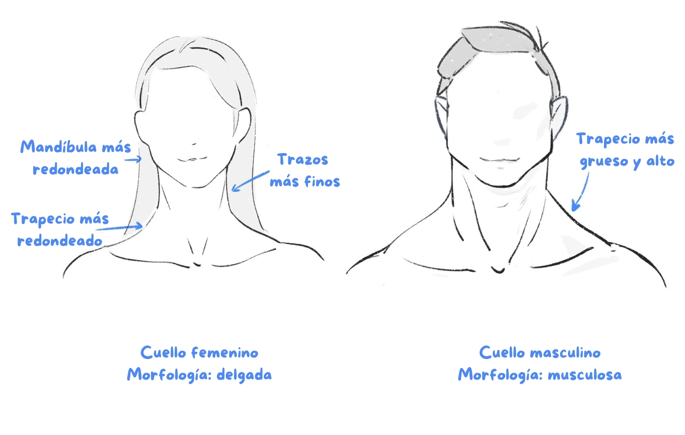 dibujar el cuello de un hombre y de una mujer