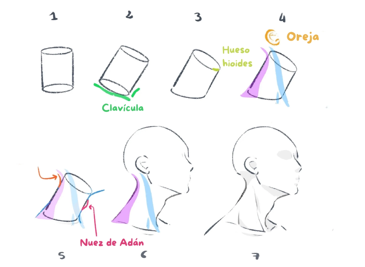 dibujar un cuello de perfil