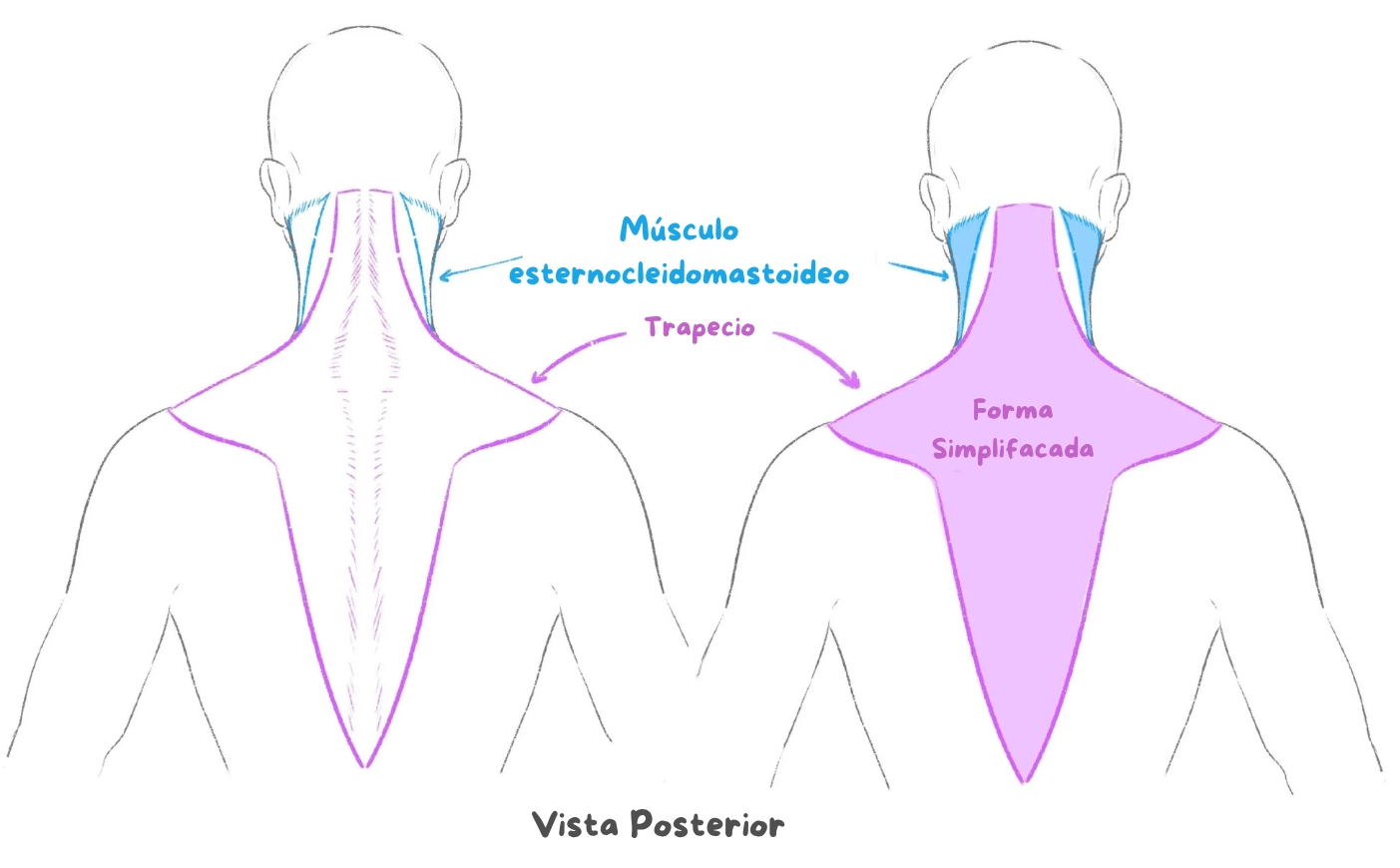 esquema de la parte trasera de los huesos del cuello