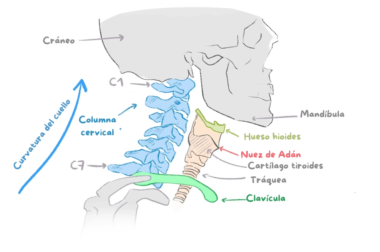 esquema de los huesos del cuello