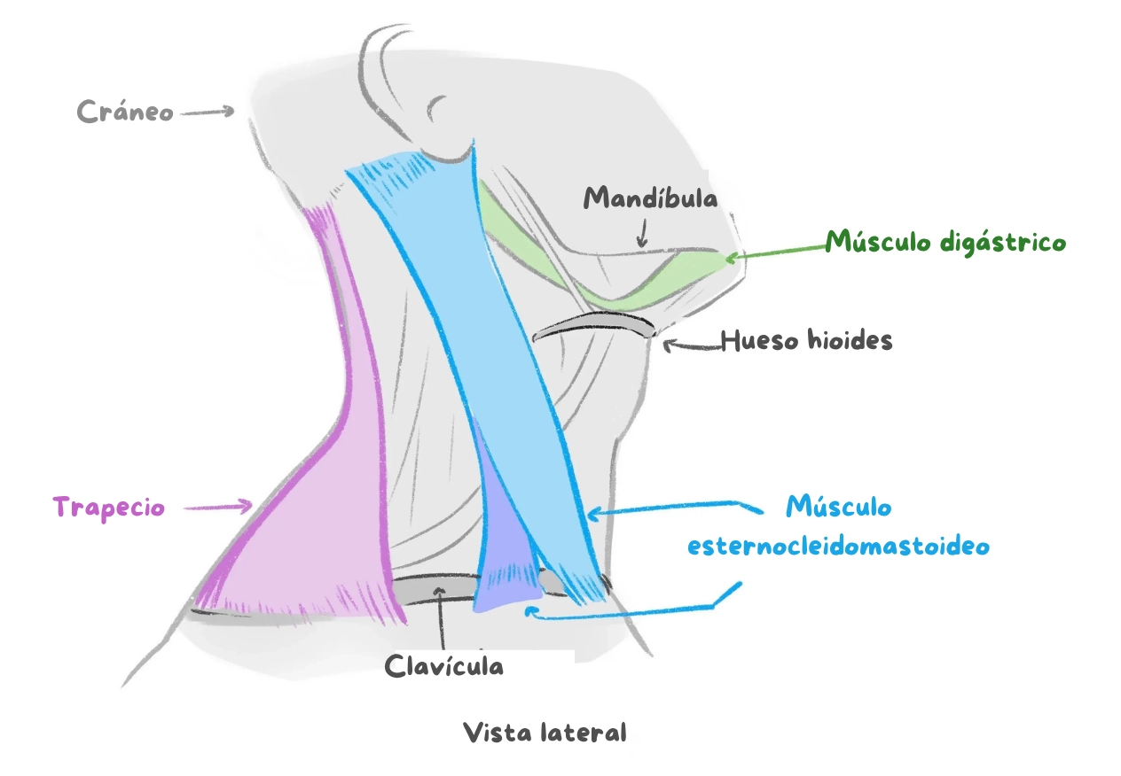 Esquema del perfil de los huesos del cuello