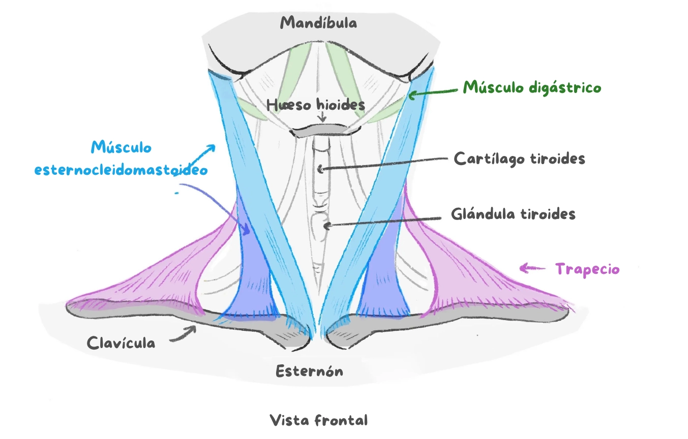 esquema de los músculos del cuello