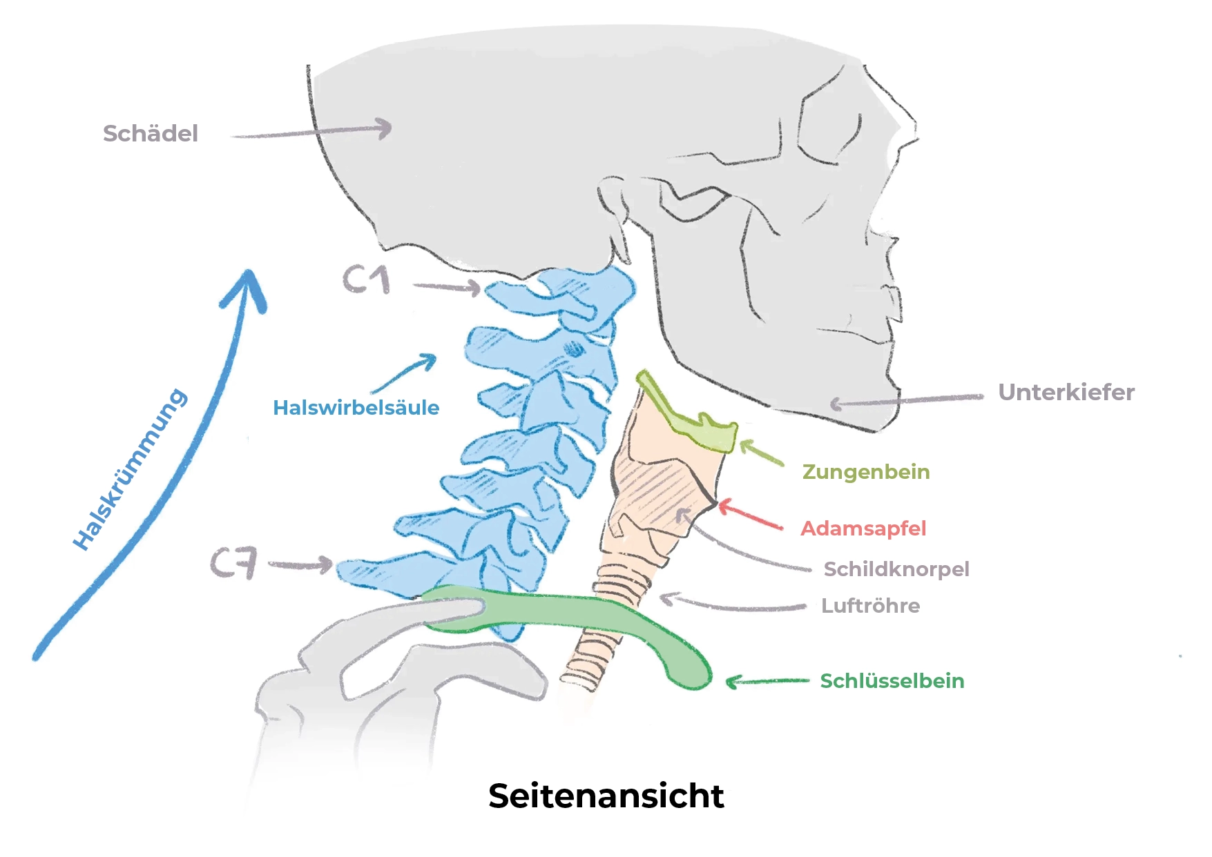Schema der Knochen des Halses