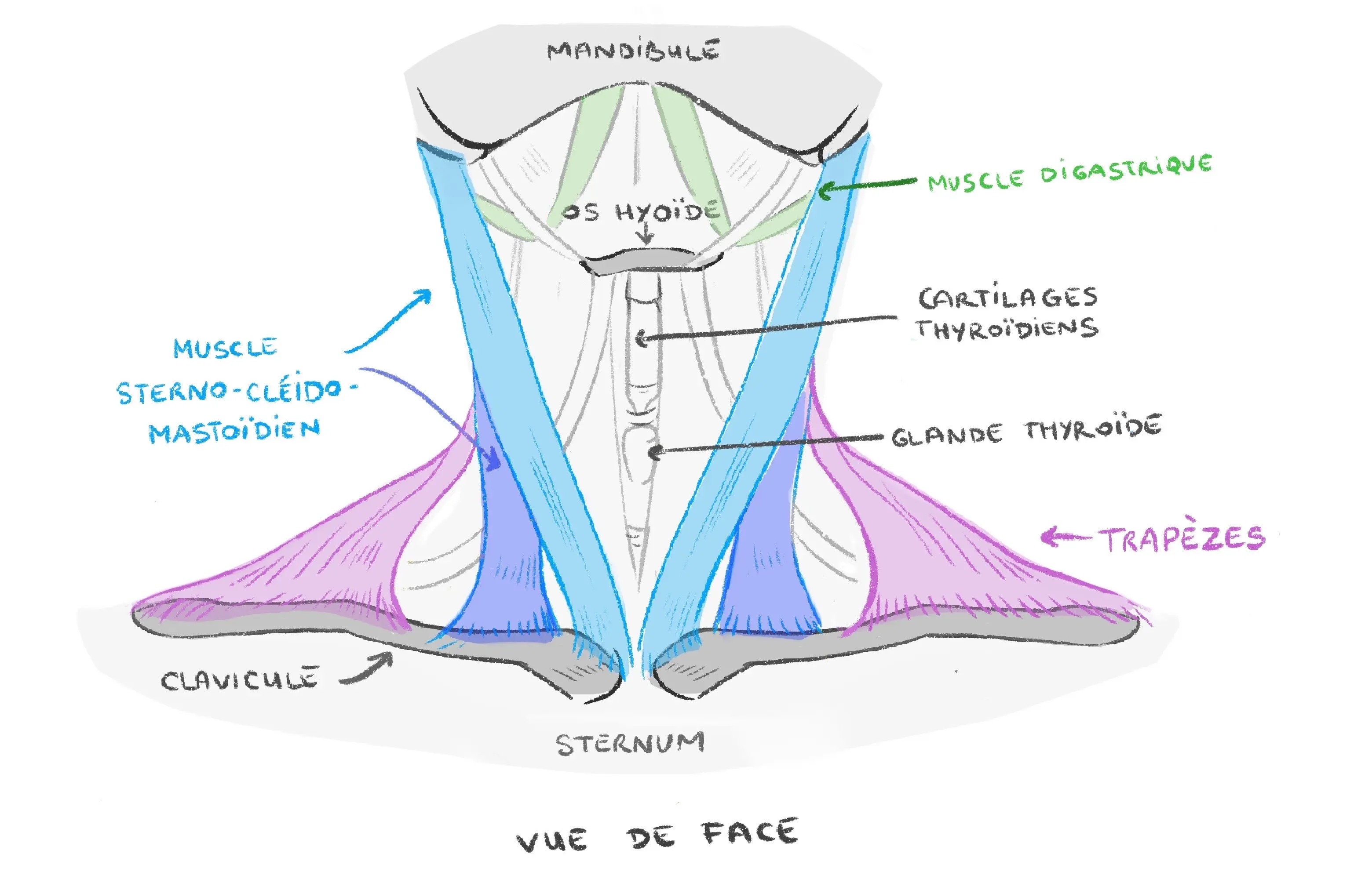 schéma des muscles du cou