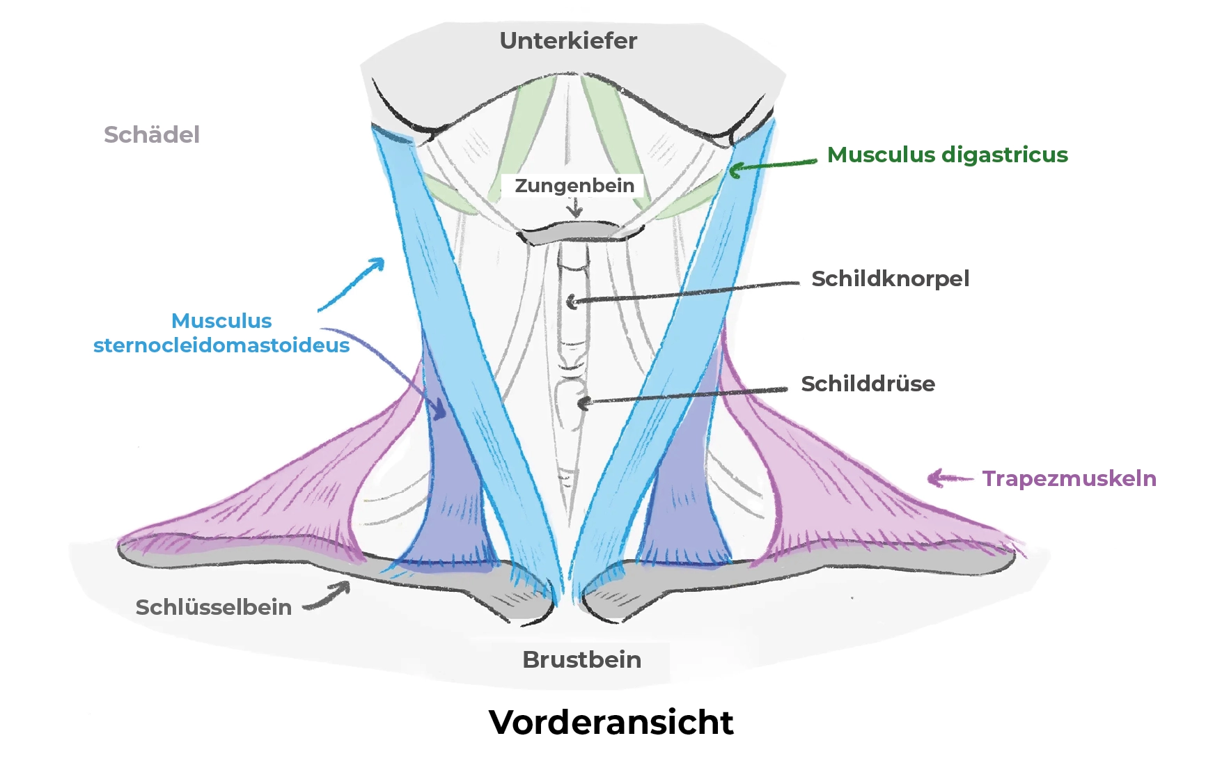 Schema der Halsmuskulatur