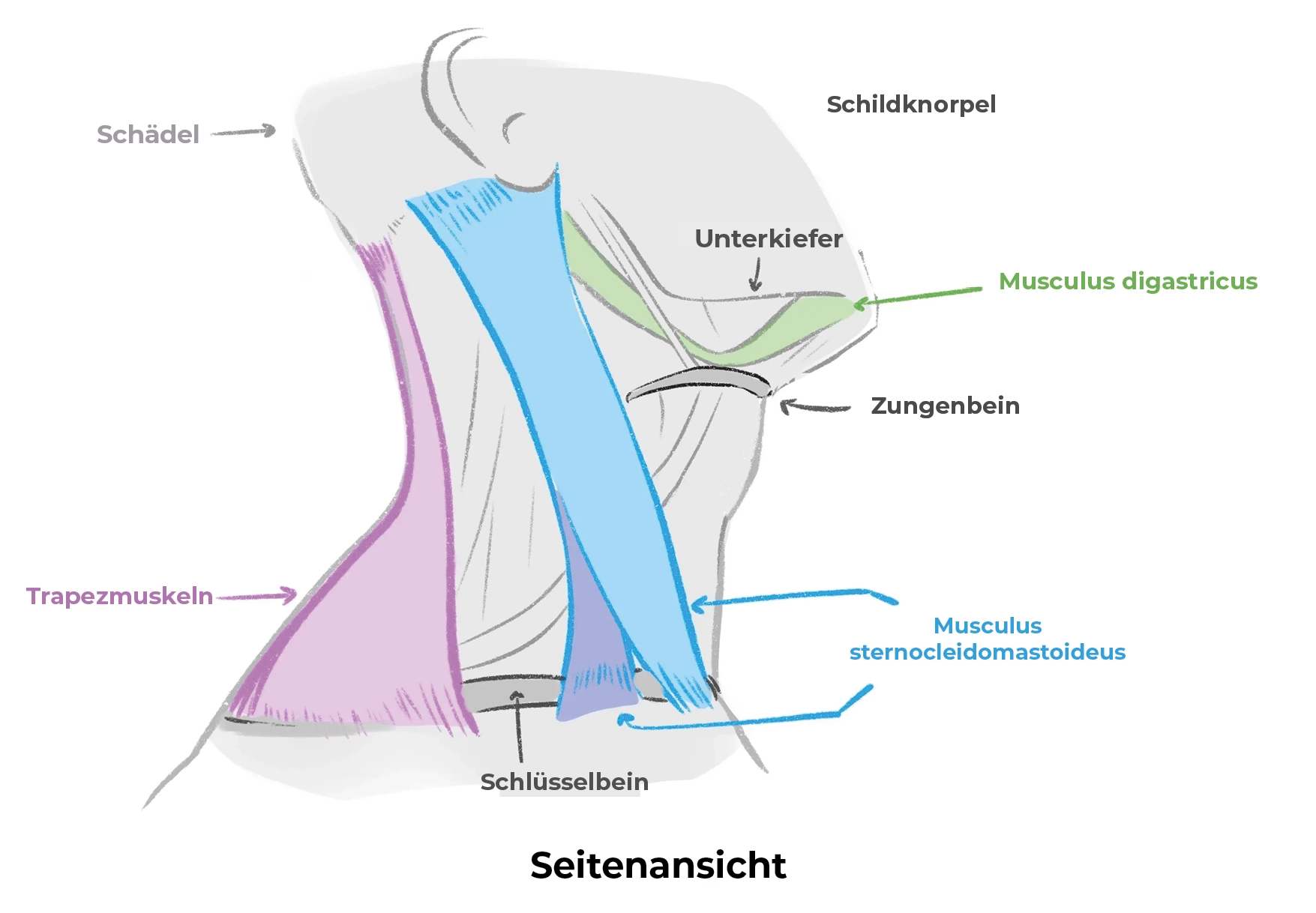 Profil der Knochen des Halses