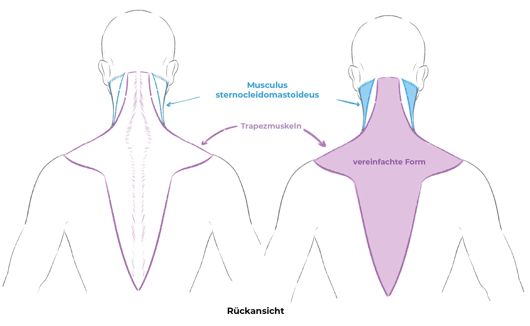 Schema der zwei Halswirbel