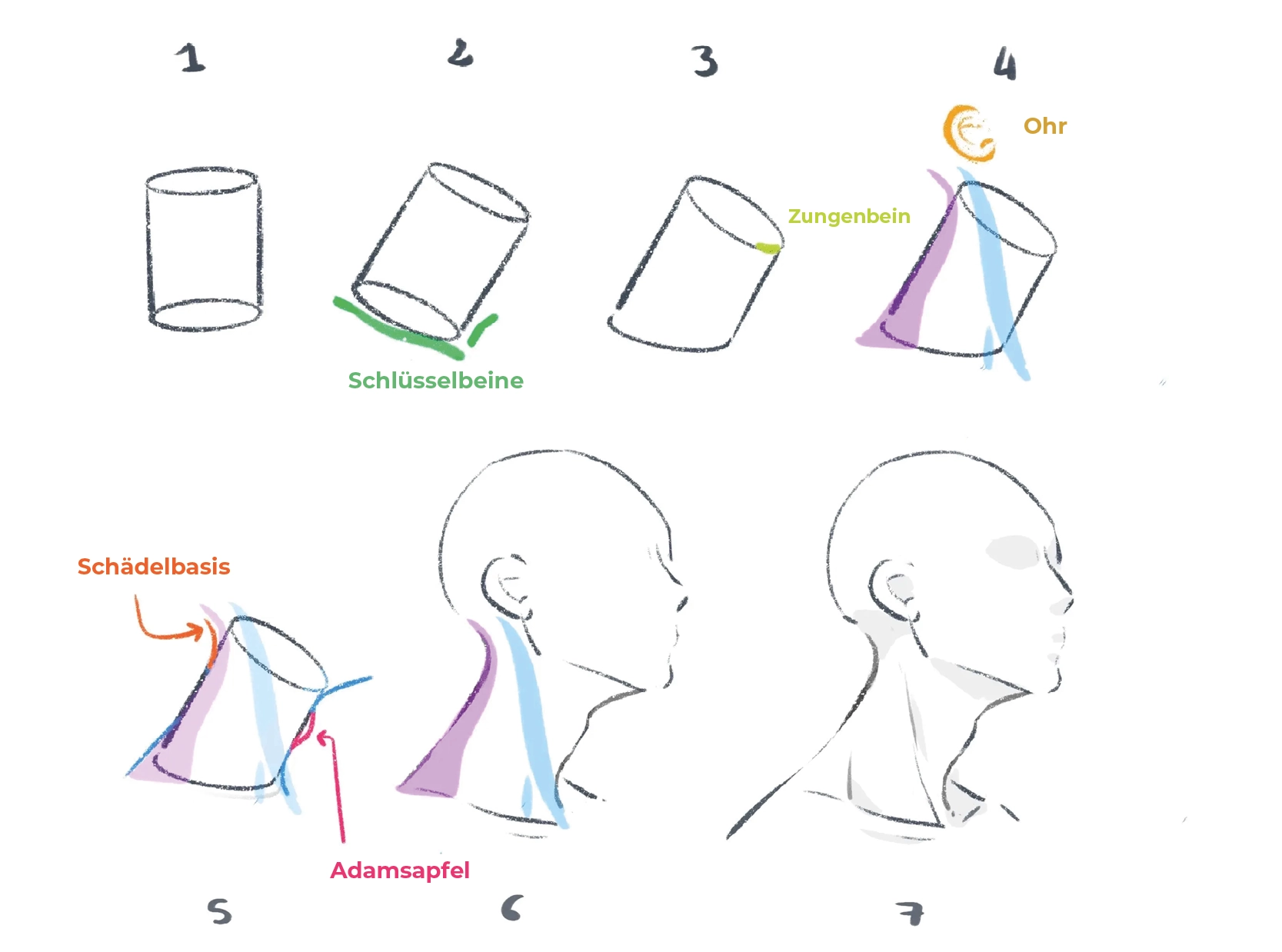 ein Halsprofil zeichnen