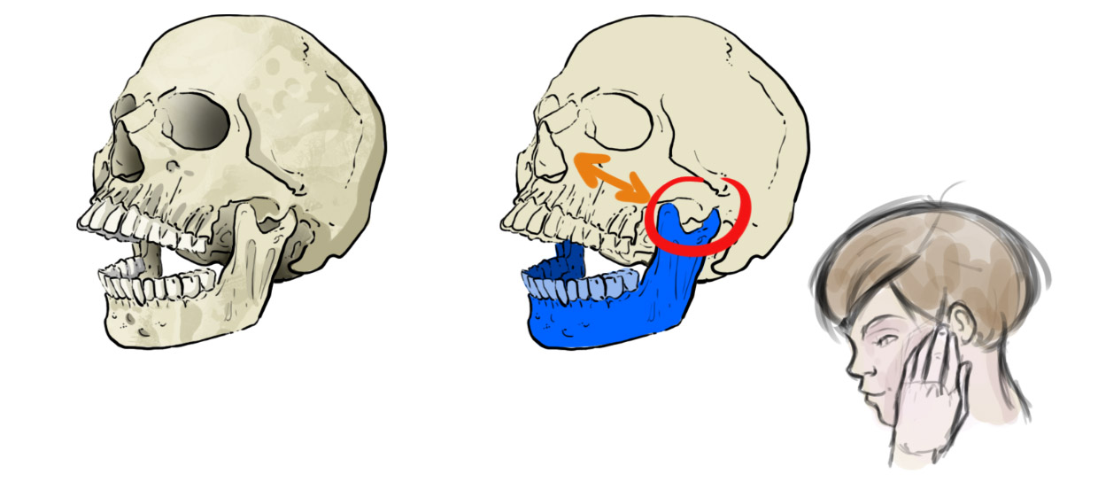 comprendre et dessiner le mouvement de la mâchoire du crâne