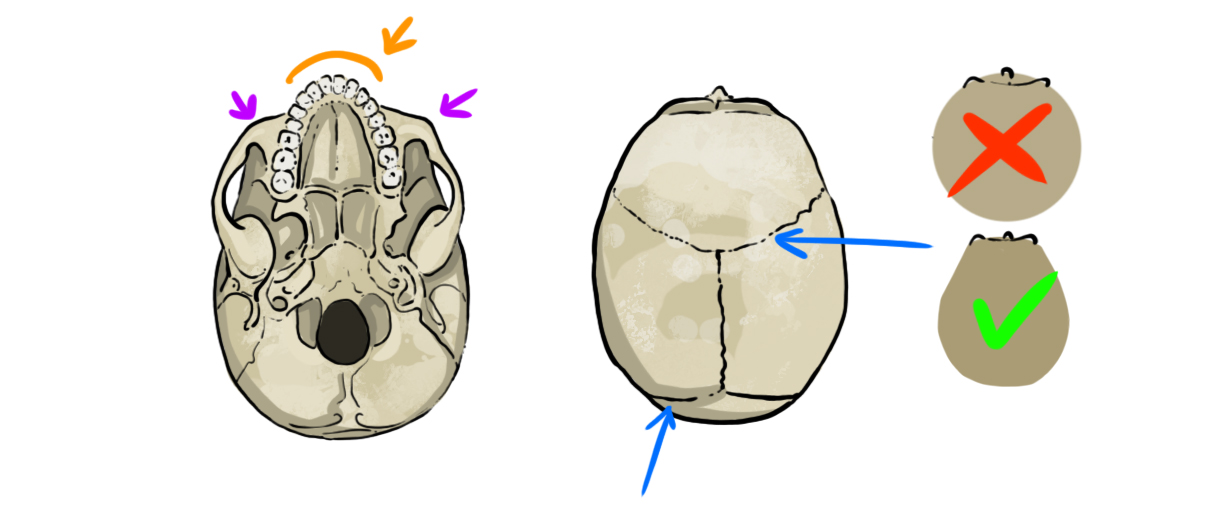 dessins de crâne en vue de dessus et de dessous