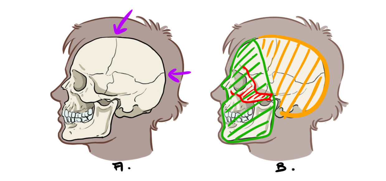 Observation d'un crâne humain en vue du dessin