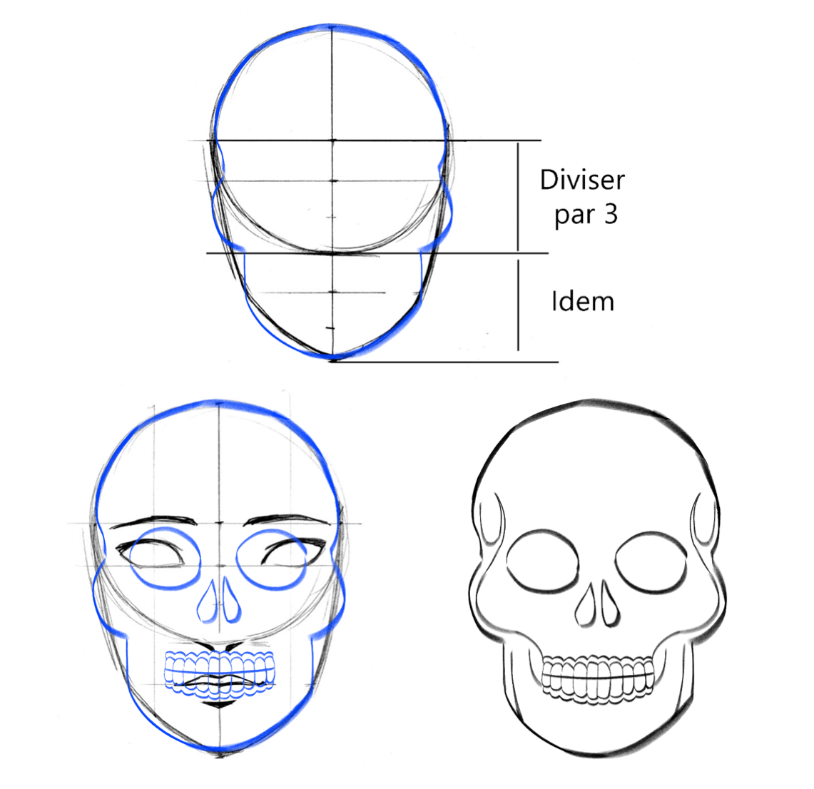 dessiner les proportions du crâne mexicain