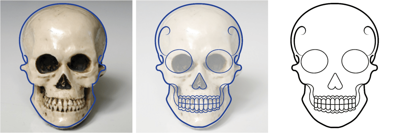 reproduire un crâne humain en vue du dessin   