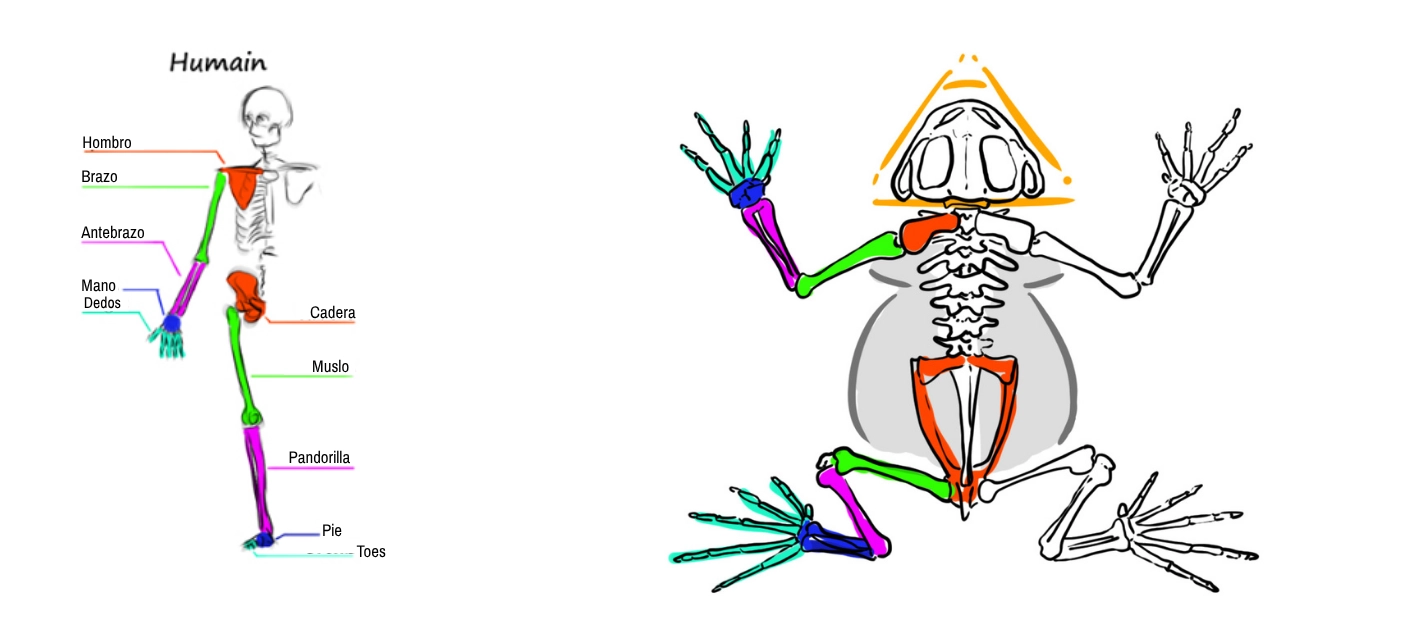 dibujo esquemático del esqueleto de un sapo para entender su anatomía
