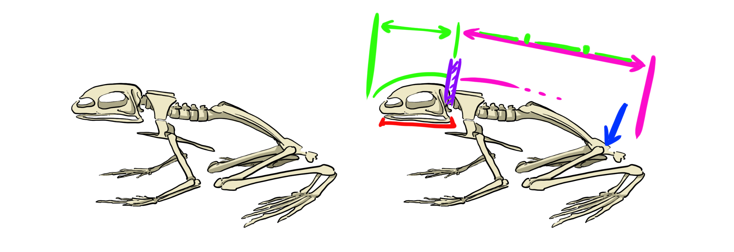 dessin schématique du squelette du crapaud vue de profil