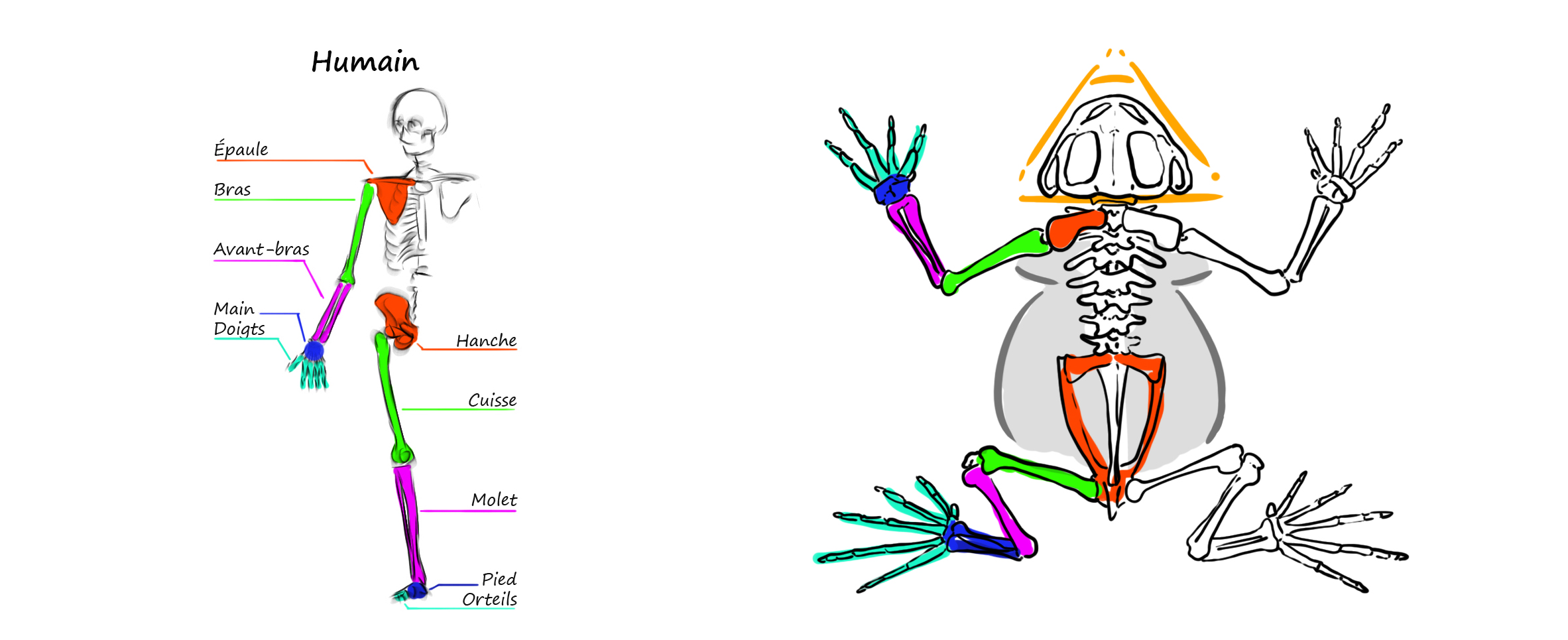 dessin schématique du squelette du crapaud pour comprendre son anatomie