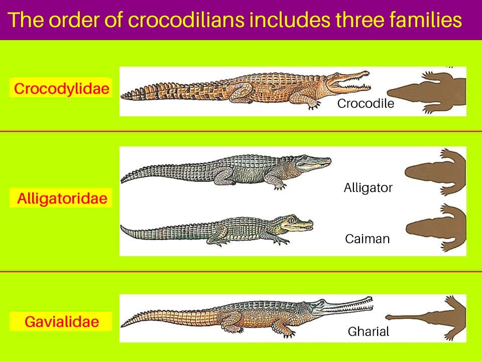 schematic drawing of the different families of crocodiles