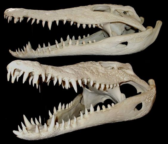 photo du crâne d’un crocodile en vue du dessin 1