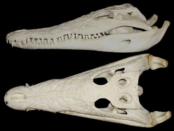 photo du crâne d’un crocodile en vue du dessin 2